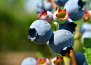 Boost Your Immune System