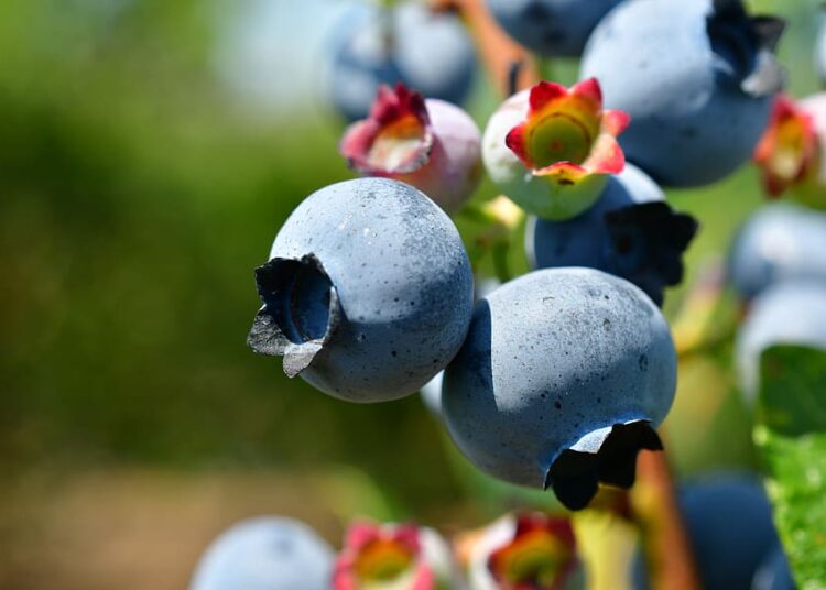 Boost Your Immune System