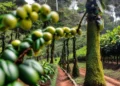 Exploring Coffee’s Timeline: Tracing its Existence to the Time of Jesus