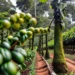 Exploring Coffee’s Timeline: Tracing its Existence to the Time of Jesus